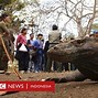 Gambar Komodo Banyak Dipajang Di Jalan-Jalan